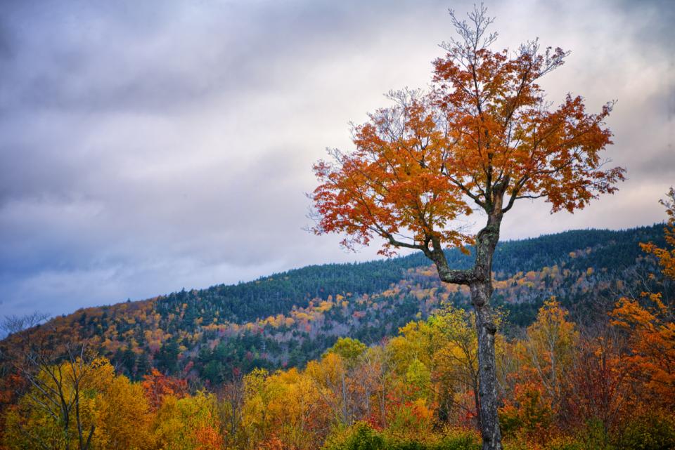 Autumn Tree | Shutterbug